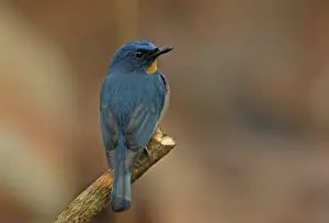 Tickells Blue-flycatcher (Cyornis tickelliae jerdoni) endemic race, adult male, perched on stick, Sri Lanka, december