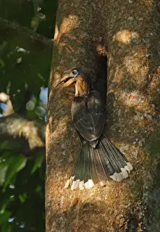 Tickell's Brown Hornbill (Anorrhinus tickelli) adult male, regurgitating fruit, visiting nesthole in tree trunk, Kaeng Krachan N. P. Thailand, february