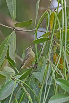 Phylloscopidae Prints: Tickell's Leaf-warbler (Phylloscopus affinis) adult