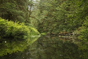 Rainforest Prints: Tidal channel in estuarine forest