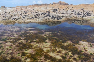 Pool Prints: Tidepool on rocky shore at low tide, Jersey, Channel Islands, May