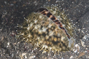 Strait Prints: Tiger Cowrie (Cypraea tigris) adult