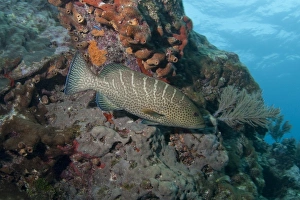 Swimming Prints: Tiger Grouper (Mycteroperca tigris) adult