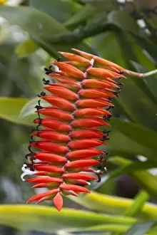 Ecuador Prints: Tillandsia dyeriana is a species of plant in the Bromeliaceae family