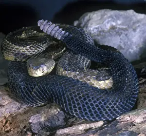 Timber Rattlesnake (Crotalus horridus) On rocks - Yellow phase