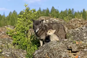 Timber Wolf (Canis lupus) adult female with eight-week old cub, standing amongst rocks, Montana, U. S. A. june (captive)