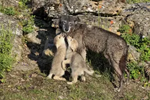 Grey Prints: Timber Wolf (Canis lupus) adult female with eight-week old cubs