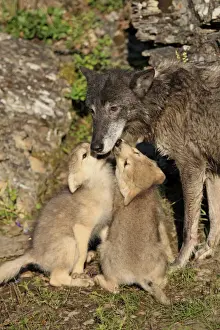 Timber Wolf (Canis lupus) adult female with eight-week old cubs, begging for food, Montana, U. S. A. june (captive)
