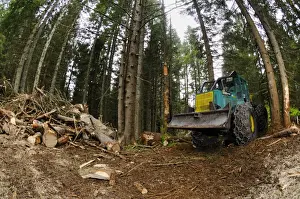 Timber Prints: Timberjack 360c skidder, during logging in coniferous forest, Italian Alps, Italy, may