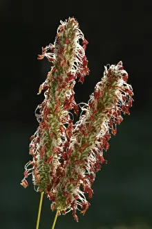 Gramineae Prints: Timothy Grass (Phleum pratense) close-up of flowerspikes, Powys, Wales, september