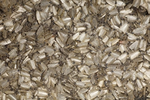 Traps Prints: Timothy Tortrix (Aphelia paleana) adults