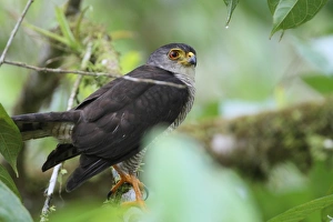 Costa Rican Prints: Tiny Hawk (Accipiter superciliosus) adult, perched on branch in tree, Costa Rica, february