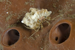 Decapoda Prints: Tiny Hermit Crab (Pagurixus rubrovittatus) adult
