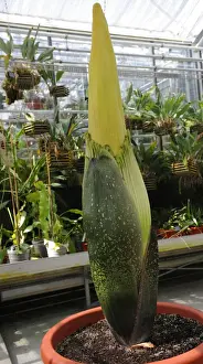 Sumatra Prints: Titan Arum (Amorphophallus titanum) spadix and opening spathe