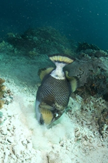 Sipadan Prints: Titan Triggerfish (Balistoides viridescens) adult