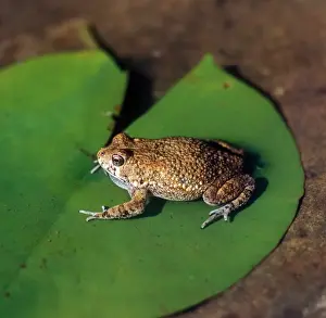 Bufo Prints: Toad - African (Bufo regularis) sitting on lily leaf calling / South Africa