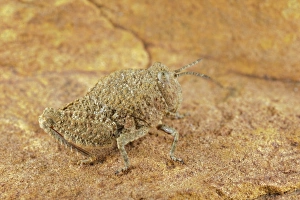 Grasshopper Prints: Toad Grasshopper (Batrachotetryx sp. ) adult, camouflaged on rock, South Africa
