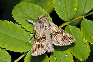 Roses Prints: Toadflax Brocade Moth (Calophasia lunula) adult