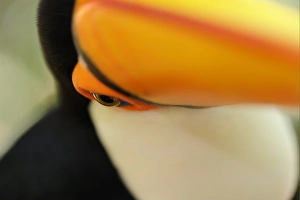 Toco Toucan (Ramphastos toco) adult, close-up of face and beak, Brazil, captive