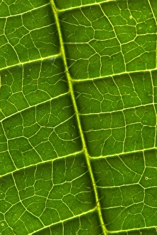 Colour Prints: Tococa (Tococa guianensis) close-up of leaf and veins, South America