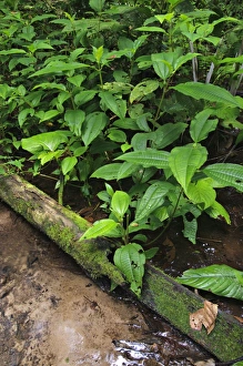 Damp Prints: Tococa (Tococa sp. ) growing beside shallow water in forest, Peru
