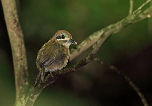 Tody Motmot (Hylomanes momotula obscurus) adult, perched on twig, El Valle, Panama, October
