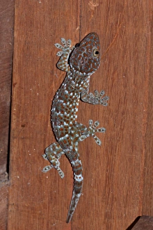 Tokay Gecko (Gecko gecko) adult, climbing on wall in house, Tmatboey, Cambodia, January