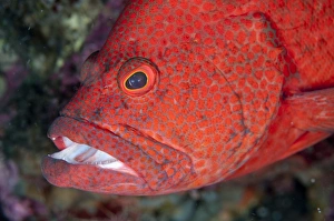 Hinds Prints: Tomato Grouper (Cephalopholis sonnerati) adult