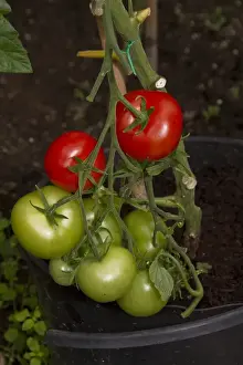 Green Prints: Tomato Shirley produces medium sized red fruits that have a firm skin with a gorgeous sweet taste