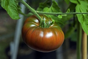 Solanaceae Prints: Tomato (Solanum sp. ) Black Russian