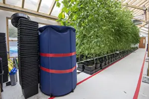 Indoor Prints: Tomato (Solanum sp. ) crop, growing in hydroponics unit