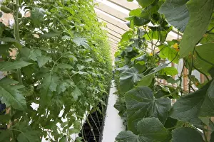 Indoor Prints: Tomato (Solanum sp. ) and Cucumber (Cucumis sativus) crop