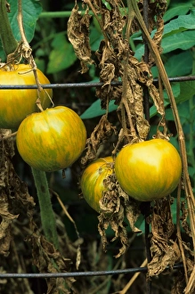 Varieties Prints: Tomato (Solanum sp. ) Green Zebra