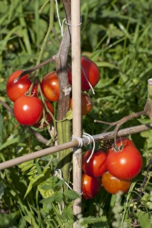 Solanaceae Prints: Tomato (Solanum sp. ) ripe fruit