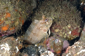 Tompot Blenny (Parablennius gattorugine) adult, sheltering amongst rocks, Swanage Pier, Swanage Bay, Isle of Purbeck, Dorset, England, june