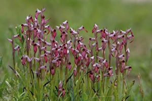Orchids Prints: Tongue Orchid (Serapias lingua) flowering