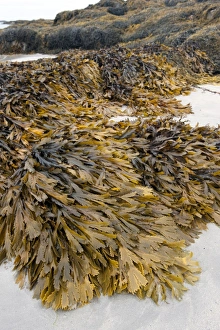 Toothed Wrack (Fucus serratus) fronds, growing on rocks, on beach at low tide, Isle of Tiree, Inner Hebrides, Scotland