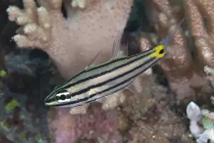 Toothy Cardinalfish (Cheilodipterus isostigmus) adult, swimming, Lembeh Straits, Sulawesi, Sunda Islands, Indonesia