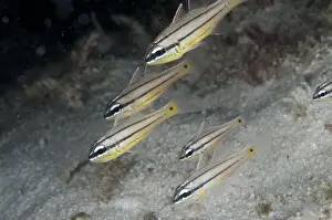 West Papua Prints: Toothy Cardinalfish (Cheilodipterus isostigmus) adults