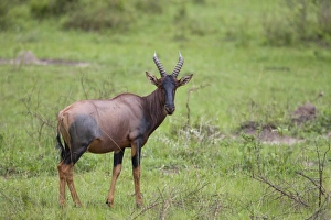 Ugandan Prints: Topi (Damaliscus lunatus) adult, standing in savannah, Lake Mburo N. P. Uganda