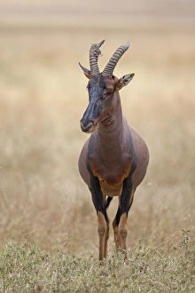 Kenyan Prints: Topi (Damaliscus lunatus jimela) adult, standing in savannah, Masai Mara, Kenya, August