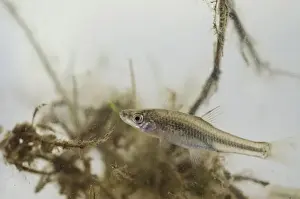 Caught Prints: Topmouth Gudgeon (Pseudorasbora parva) introduced invasive species