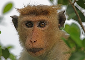 Macaque Prints: Toque Macaque (Macaca sinica) adult, close-up of head, Sri Lanka, december