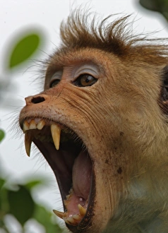Teeth Prints: Toque Macaque (Macaca sinica) adult, yawning, close-up of head, Sri Lanka, december