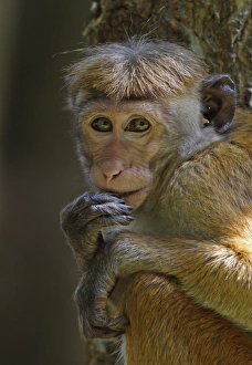 Macaque Prints: Toque Macaque (Macaca sinica) immature, close-up of head and paws, Sri Lanka, december