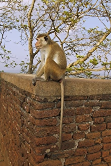 South Asia Prints: Toque Macaque (Macaca sinica sinica) immature