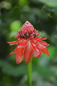 Ginger Prints: Torch Ginger (Etlingera elatior) close-up of flowerspike, Trinidad, Trinidad and Tobago