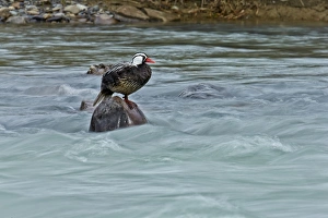 Steppes Prints: Torrent Duck (Merganetta armata) adult male