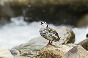 Equatorial Prints: Torrent Duck (Merganetta armata colombiana) adult male