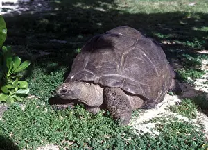 Tortoises Prints: Tortoise Aldabra Giant Land(Geochelonia gigantea) Esmeralda, weight 298kg, Bird Island